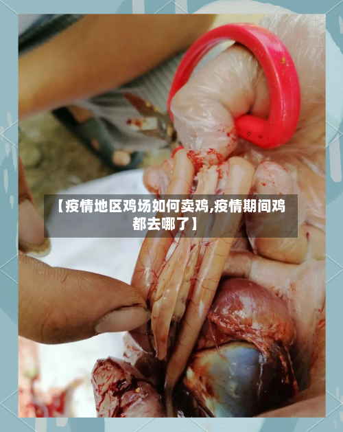 【疫情地区鸡场如何卖鸡,疫情期间鸡都去哪了】